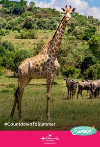 Hallmark Countdown to Summer